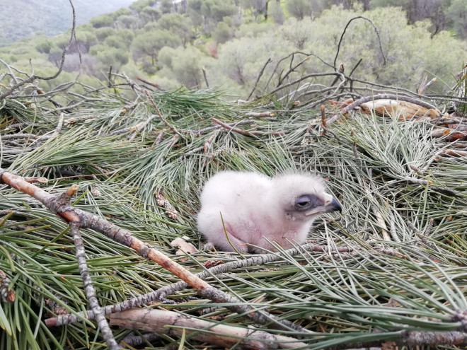 El pollo de águila de Bonelli criado en cautividad, recién depositado en el nido natural donde completará su crianza.