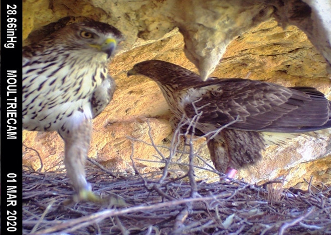 Imagen de fototrampeo de las águilas de Bonelli “Darwin” (macho) y “Formentor” (hembra) en el interior del nido utilizado por “Darwin” y “Dalía” los últimos años.