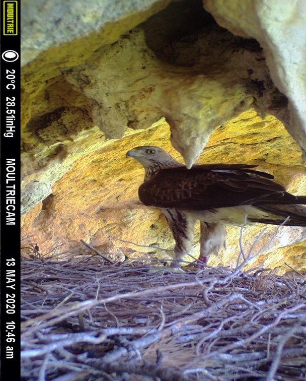 Otra imagen de fototrampeo en la que se ve que “Darwin” hace una segunda visita a su antiguo nido en mayo de 2020, pasada ya la temporada de cría.
