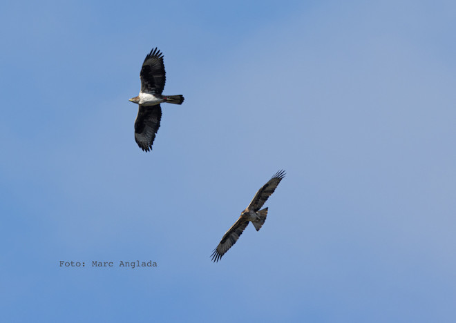 La hembra de águila de Bonelli "Escorca", a la izquierda, y el macho con el que están emparejadas vuelan juntos en los cielos de Mallorca. Foto: Marc Anglada.