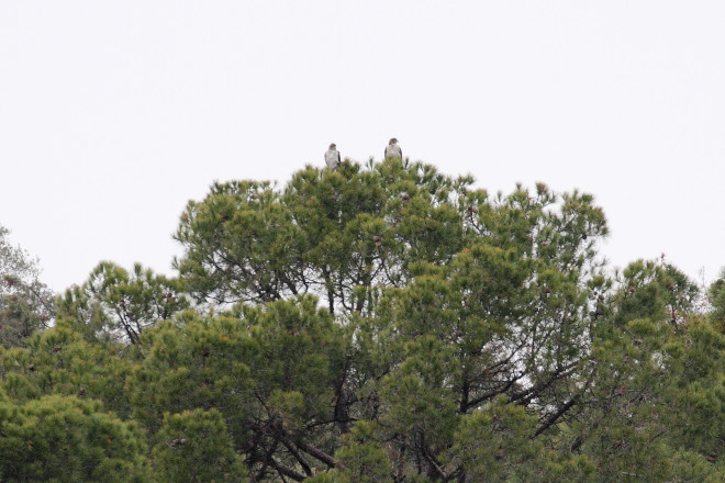 La pareja de águilas de Bonelli "Haza" y "Bélmez", fotografiadas a mediados del pasado diciembre.