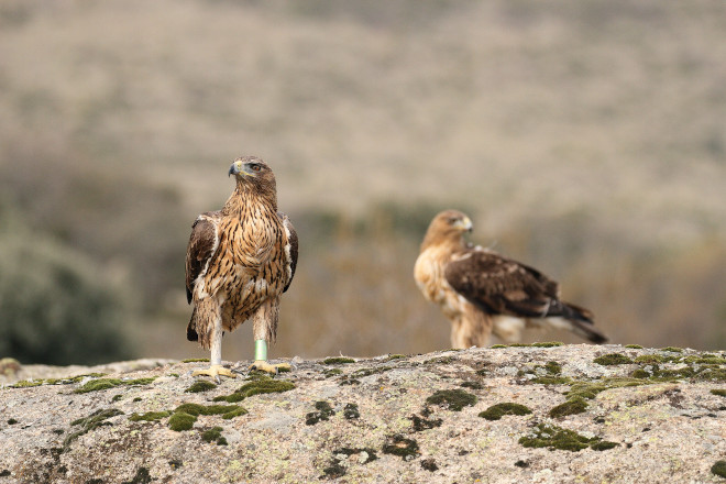 La pareja de águilas de Bonelli "Alameda" y "Noalejo", fotografiadas a principios de febrero de 2019.