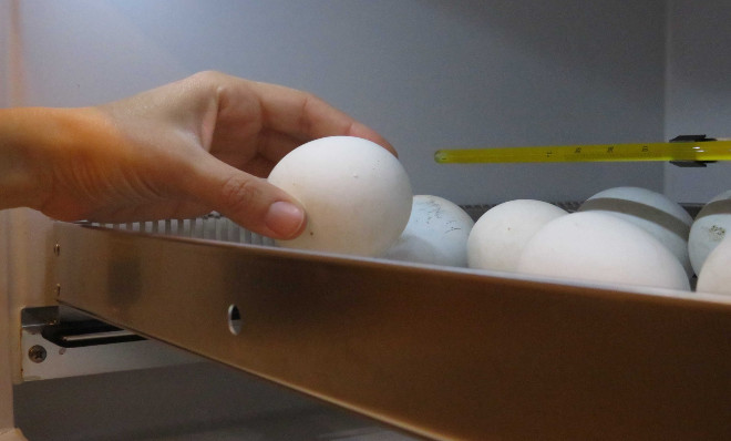 Huevos de las primeras puestas de águila de Bonelli en el centro de cría de GREFA.