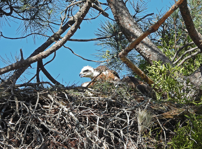 Pollo de águila de Bonelli en el nido en la Sierra Oeste de Madrid. Es uno de los descendientes de la pareja de ejemplares reintroducidos "Haza" y "Bélmez".