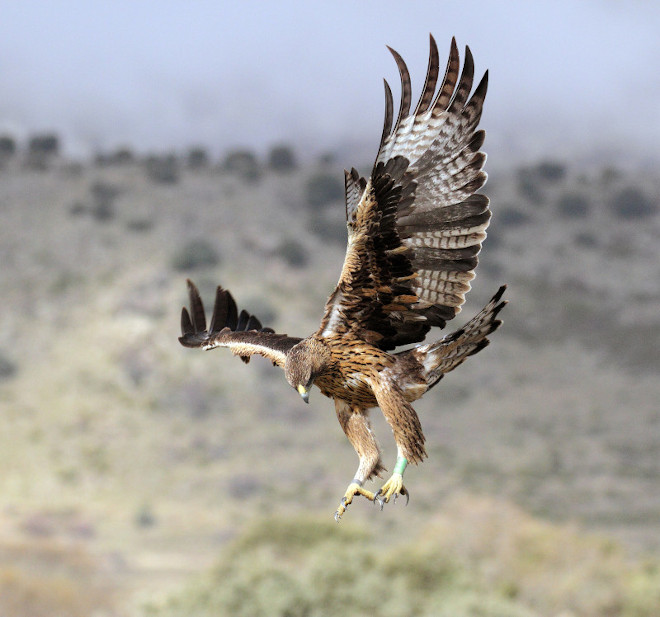 La hembra "Alameda" es una de las águilas de Bonelli reintroducidas en la Comunidad de Madrid que ha criado con éxito en 2020. En esta foto de archivo tenía aún su plumaje juvenil. Foto: Sergio de la Fuente / GREFA.