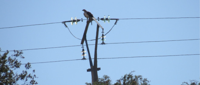 Águila de Bonelli posada en un tendido eléctrico de diseño peligroso para las aves. 