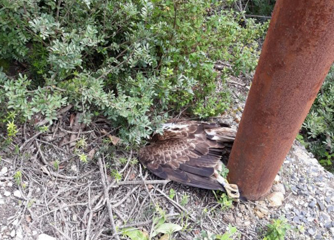Cadáver del águila de Bonelli "Abbaluchente", electrocutada tras su reintroducción en Cerdeña. Foto: SNPA.