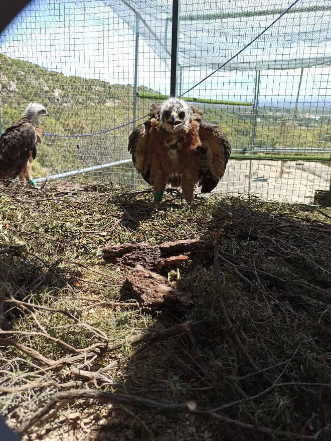 Dos de los cinco pollos de águila de Bonelli destinados a ser liberados en la Comunidad de Madrid, en la fase previa de aclimatación. 