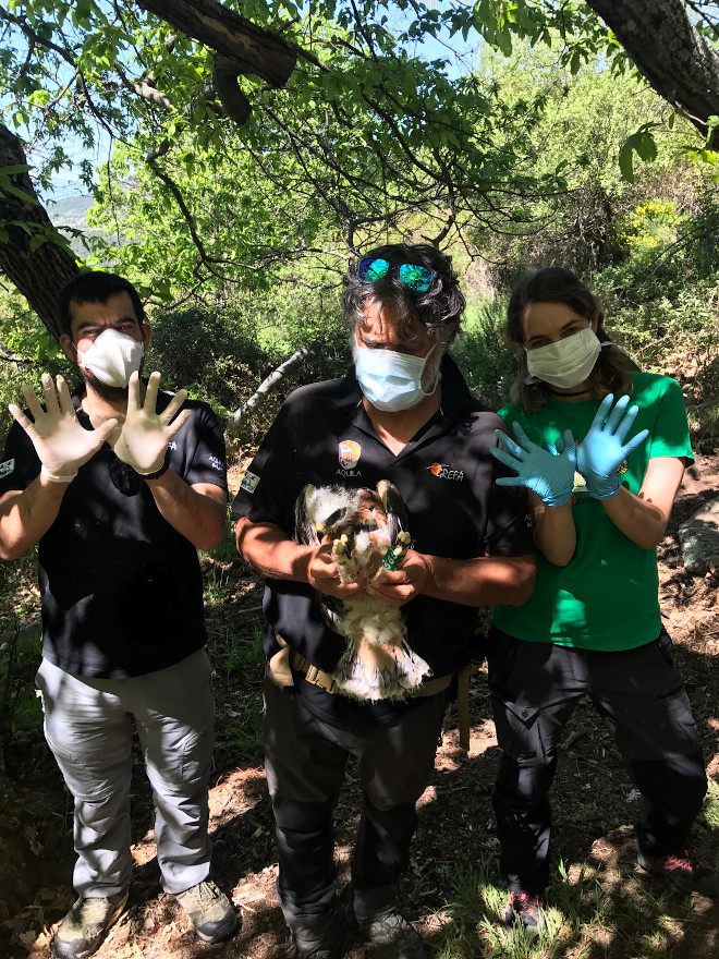 El equipo de campo de GREFA que trabaja para AQUILA a-LIFE, durante el marcaje de una de las águilas de Bonelli que han nacido de las parejas reproductoras reintroducidas por nuestro proyecto en la Comunidad de Madrid