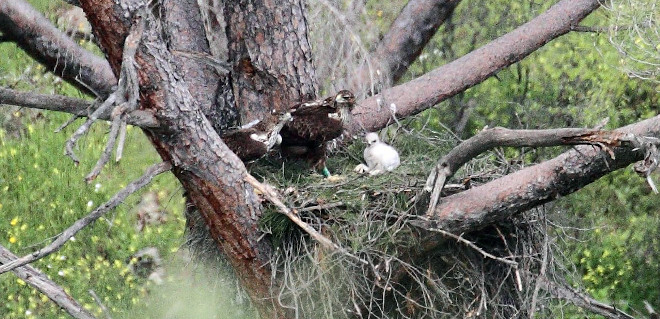 La pareja de águilas de Bonelli y su pollo adoptivo en el nido de la Sierra Oeste de Madrid. Foto: Sergio de la Fuente / GREFA.