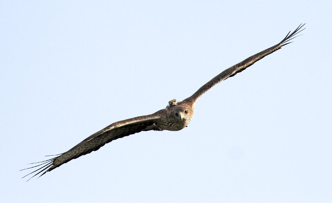 Ejemplar subadulto de águila de Bonelli en vuelo, al que se le ve el emisor GPS que lleva al dorso. Foto: Sergio de la Fuente / GREFA.