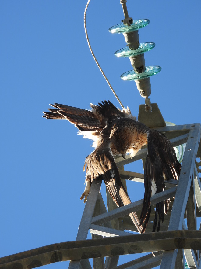 Un águila de Bonelli yace muerta en lo alto del apoyo de un tendido eléctrico.