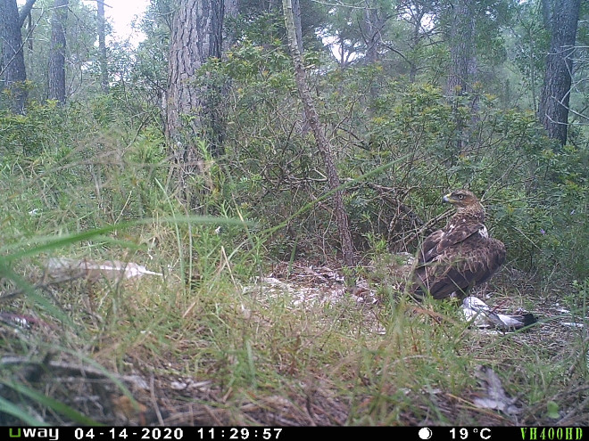 La hembra de águila de Bonelli "Gorg" despluma una presa. Como se observa en esta imagen de fototrampeo, este ejemplar ya no lleva el emisor que en su momento se le colocó.