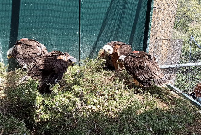 Cuatro de los pollos de águila de Bonelli liberados en la Comunidad de Madrid en 2021, cuando estaban en la parte de la "jaula-hacking" convertida en un nido artificial.