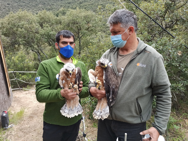 Miembros de GREFA con dos pollos de águila de Bonelli, instantes antes de introducirlos en la "jaula-hacking" construida en el Parque Regional de la Cuenca Alta del Manzanares.