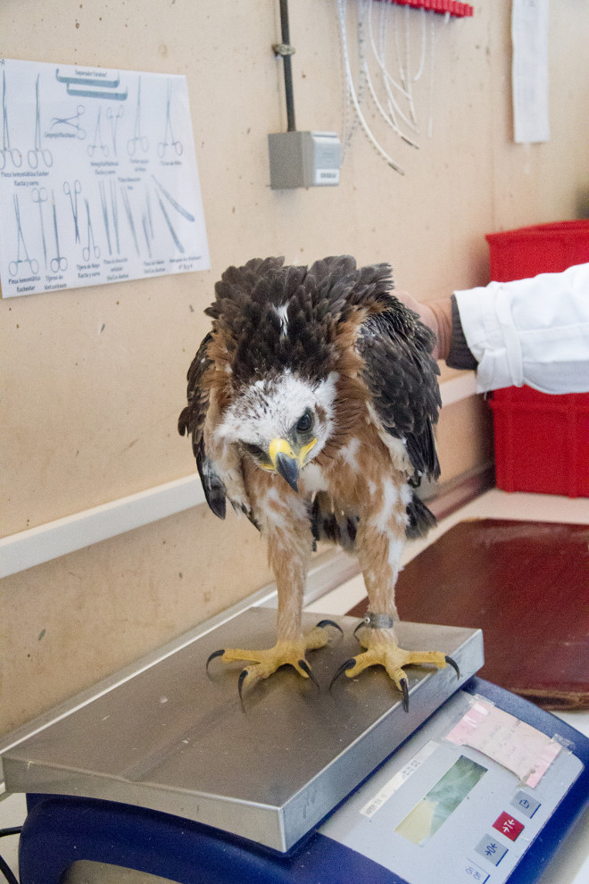 Uno de los pollos de águila de Bonelli liberados en la Comunidad de Madrid, sobre la báscula, momentos antes de ser marcado con GPS en el hospital de fauna de GREFA.