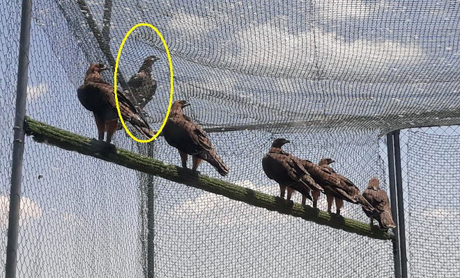 Seis de las águilas de Bonelli reintroducidas en la Comunidad de Madrid en 2021, acompañadas de la hembra "Lubrina", identificada por el círculo amarillo y que está posada en la parte externa del "jaulón-hacking".
