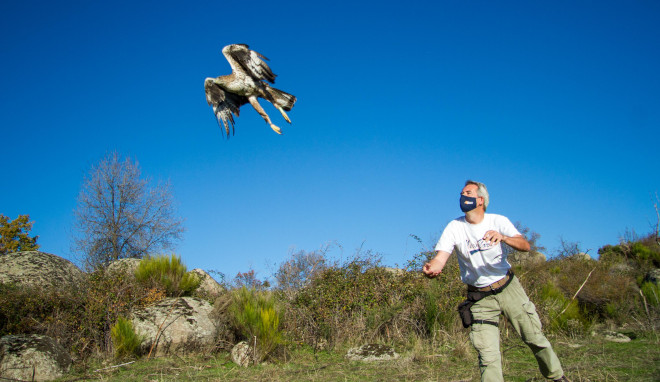 Liberación del macho de águila de Bonelli "Noalejo" en la Comunidad de Madrid tras serle cambiado el emisor GPS que portaba.