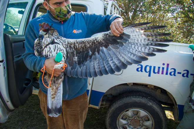 Un técnico de GREFA despliega un ala del macho de águila de Bonelli "Alcalá" durante su chequeo veterinario.