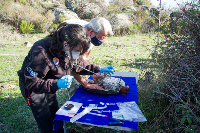 Una veterinaria y un técnico de GREFA llevan a cabo un chequeo del macho de águila de Bonelli "Noalejo", que ha sido capturado para poder cambiar su viejo emisor GPS por otro nuevo.