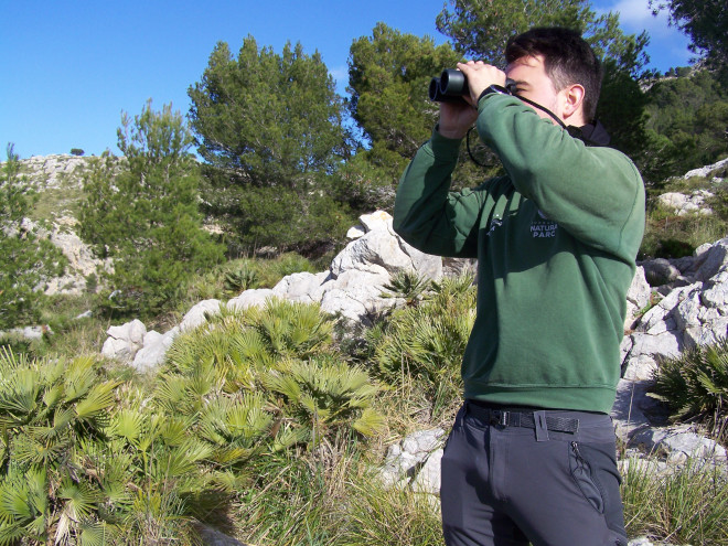 Un técnico de la Fundación Natura Parc durante el seguimiento de las águilas de Bonelli de Mallorca.