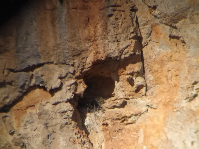 Nido de águila de Bonelli con brotes frescos de pino (por lo tanto es un nido activo) en un acantilado de Mallorca.