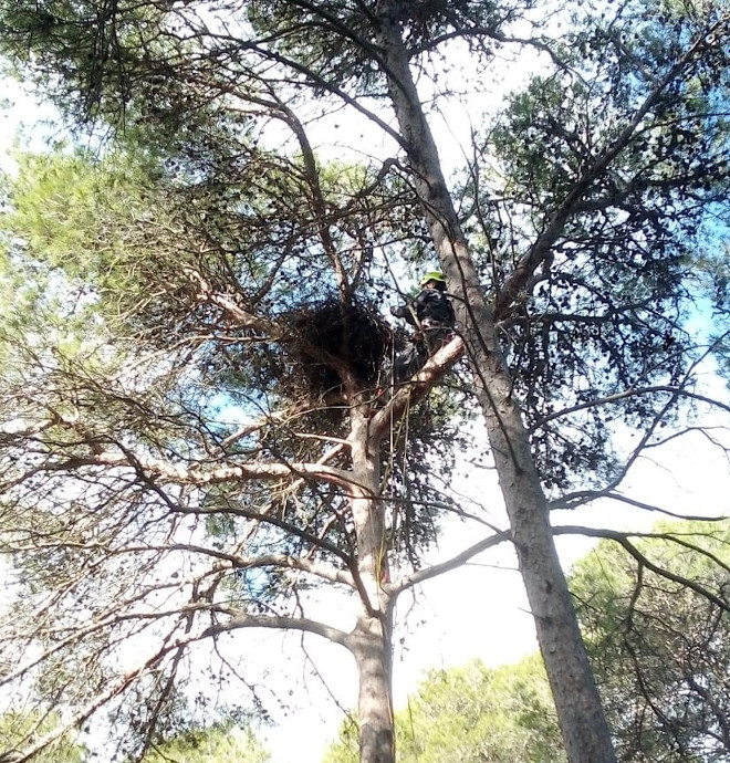 Un Agente de Medio Ambiente instala el dispositivo de fototrampeo en uno de los nidos en árbol de águila de Bonelli en Mallorca.