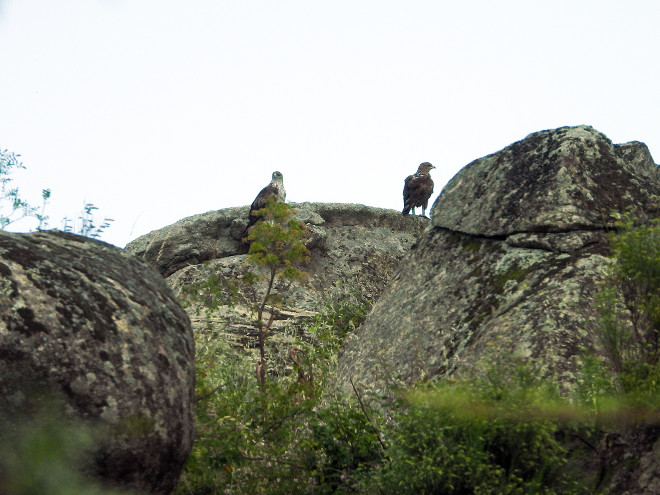 Las águilas de Bonelli reintroducidas "Alameda" y "Noalejo" son una de las cinco parejas reproductoras que nidifican en la Comunidad de Madrid, aunque en 2021 han fracasado en la cría.