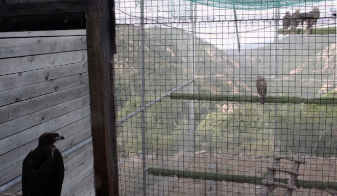 Las seis águilas de Bonelli trasladas a Cerdeña, en la “jaula-hacking” del Parque Regional de Tepilora.