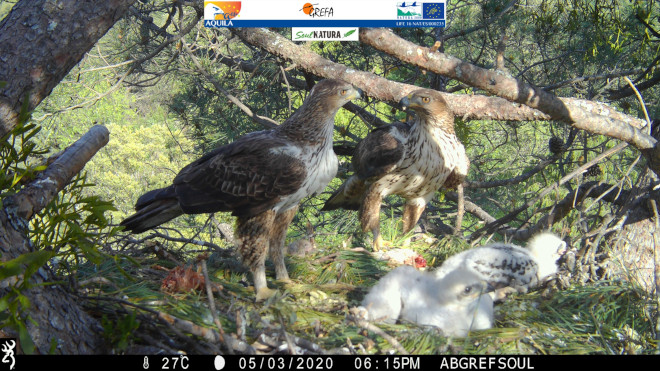 Imagen de fototrampeo de la pareja de águila de Bonelli "Haza" y el macho "Bélmez", junto con sus pollos del año 2020, uno de los cuales es "Montazo". Foto: GREFA y Soul Natura.