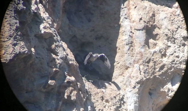 El águila de Bonelli "Ivo" sale del nido que regenta actualmente en la Serra de Tramuntana.