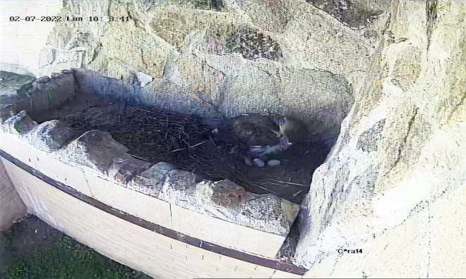 Imagen captada por el sistema de videovigilancia del centro de cría de GREFA, donde se ven los dos primeros huevos de águila de Bonelli de la temporada.