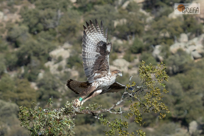 La hembra de águila de Bonelli "Lubrina" echa a volar desde un posadero. Foto: Alberto Álvarez.