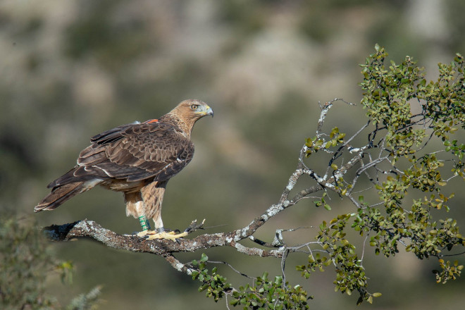 El macho de águila de Bonelli "Cotanillo" con su emisor GPS visible al dorso. Foto: Alberto Álvarez / GREFA