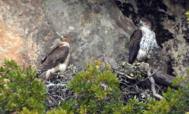 Las águilas de Bonelli "Cotanillo" (a la izquierda) y "Lubrina" descansan sobre la plataforma de su nido en la Comunidad de Madrid. Foto: Ernesto Álvarez.
