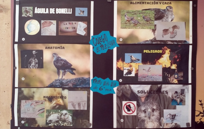 Copia impresa de la presentación en PowerPoint sobre la vida del águila de Bonelli hecha por el colegio "El Pez Luna" (Majadahonda, Madrid)
