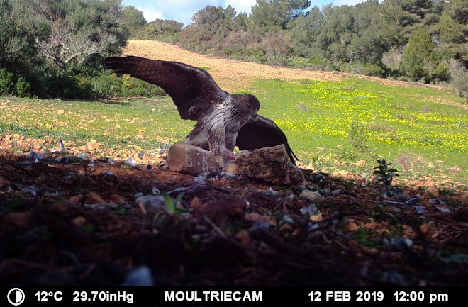 Imagen de fototrampeo tomada en 2019 de "Dodiel", el macho de la pareja de águilas de Bonelli de Mallorca que en 2022 ha criado a "Garras". Este pollo ha sido recientemente trasladado a Navarra.