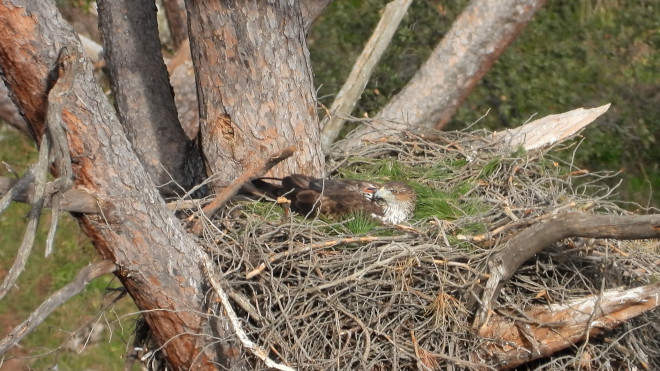 La hembra de águila de Bonelli "Picadas" incuba en su nido de la Comunidad de Madrid.