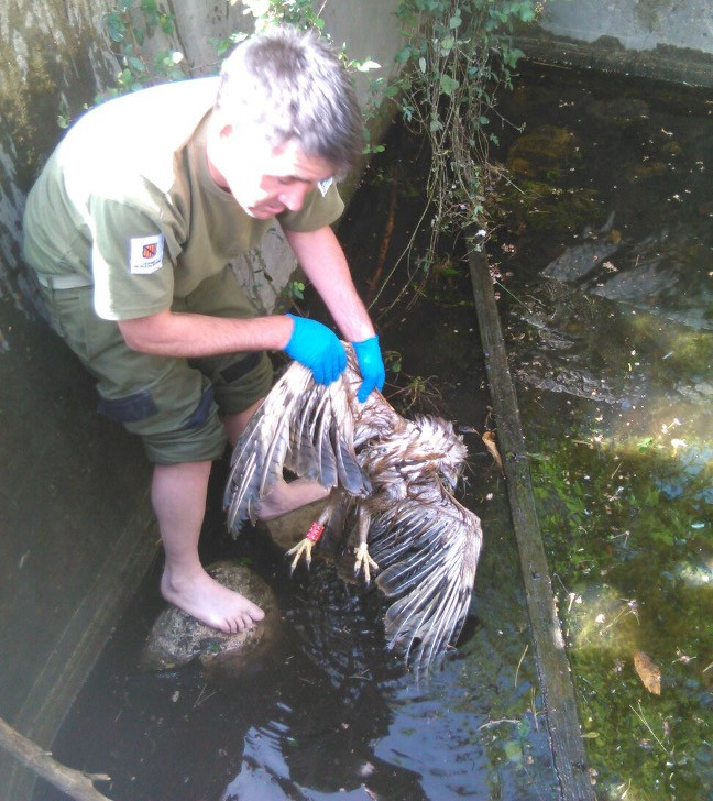 Águila de Bonelli liberada en Mallorca y muerta en un estanque de riego abandonado, con apenas medio metro de agua, en la Sierra de Tramuntana, en abril de 2016. Foto: Agentes de Medio Ambiente / LIFE Bonelli.