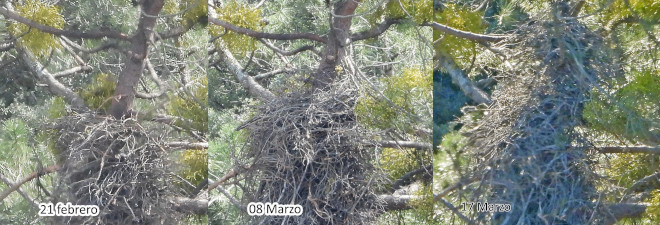 Evolución del nido de "Haza" y "Bélmez" entre 21 de febrero y 17 de marzo de 2023, tras su reconstrucción por parte de esta pareja de águila de Bonelli. El nido se había desmoronado previamente por rotura parcial del árbol sobre el que apoyaba.