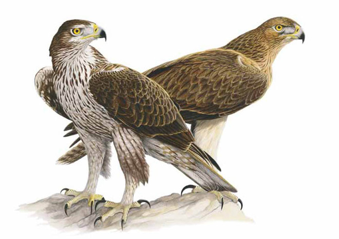 The Reintroduction Of Bonellis Eagle Aquila Fasciata